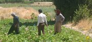 بهره‌گیری از تکنولوژی «تله مکفیل» برای مقابله با مگس مدیترانه‌ای در مزارع ملکشاهی