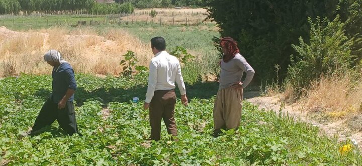 بهره‌گیری از تکنولوژی «تله مکفیل» برای مقابله با مگس مدیترانه‌ای در مزارع ملکشاهی