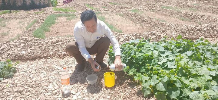 بهره‌گیری از تکنولوژی «تله مکفیل» برای مقابله با مگس مدیترانه‌ای در مزارع ملکشاهی