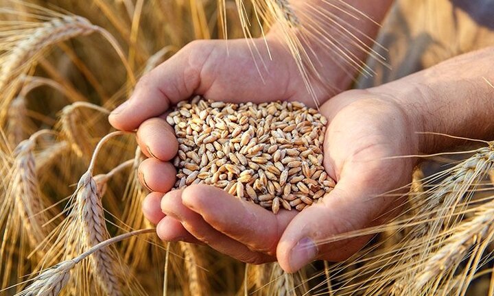 خرید تضمینی ۱۱ هزار تن گندم در فامنین