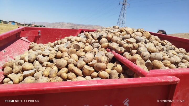 کشت مکانیزه سیب‌زمینی بذری در ۵۰ هکتار از اراضی ایوان آغاز شد