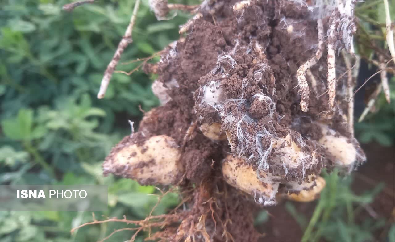 Warning About Spread of 'White Stem Rot' in Peanut Fields