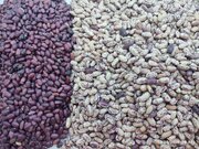 پایان برداشت لوبیا چیتی و قرمز در کازرون/ تولید پایدار با اجرای الگوی کشت