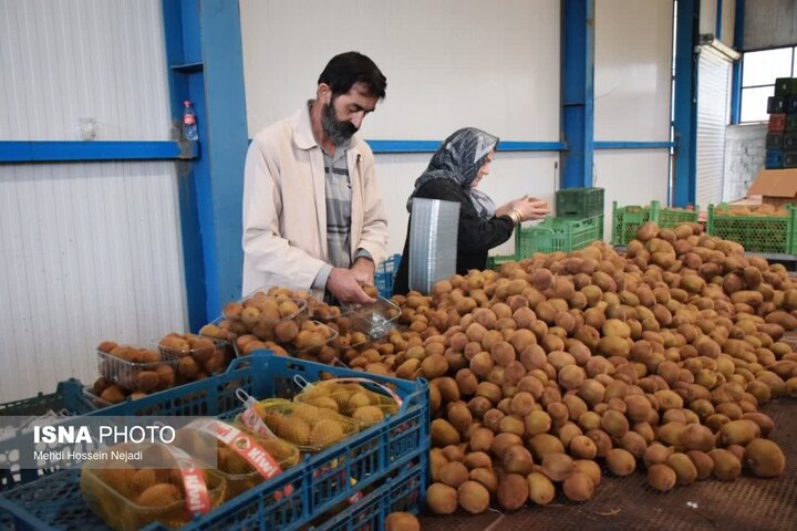 شناسه‌دار کردن انبارها و سورتینگ‌ها در دستورکار کارگروه صادرات آستارا