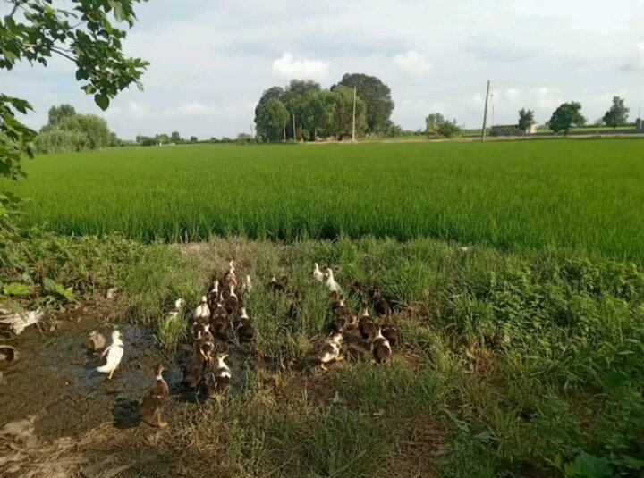 پرورش همزمان اردک و برنج در شالیزارهای جویبار؛ گامی نوین به سوی کشاورزی پایدار