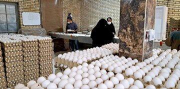 مدیرعامل اتحادیه مرغداران خراسان‌رضوی: قیمت تخم‌مرغ هنوز به هزینه تولید نرسیده است