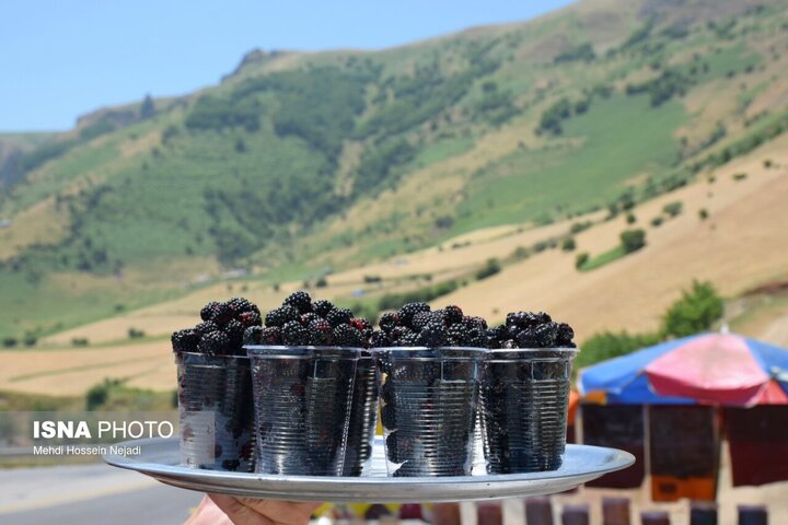 رونق گردنه حیران با فروش بلال، آلوچه و تمشک وحشی/ کام شیرین مسافران با میوههای جنگلی