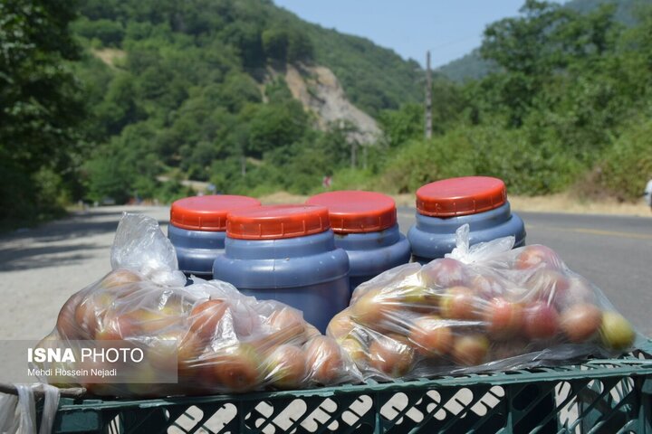 رونق گردنه حیران با فروش بلال، آلوچه و تمشک وحشی/ کام شیرین مسافران با میوههای جنگلی
