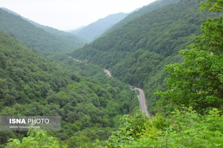رونق گردنه حیران با فروش بلال، آلوچه و تمشک وحشی/ کام شیرین مسافران با میوههای جنگلی
