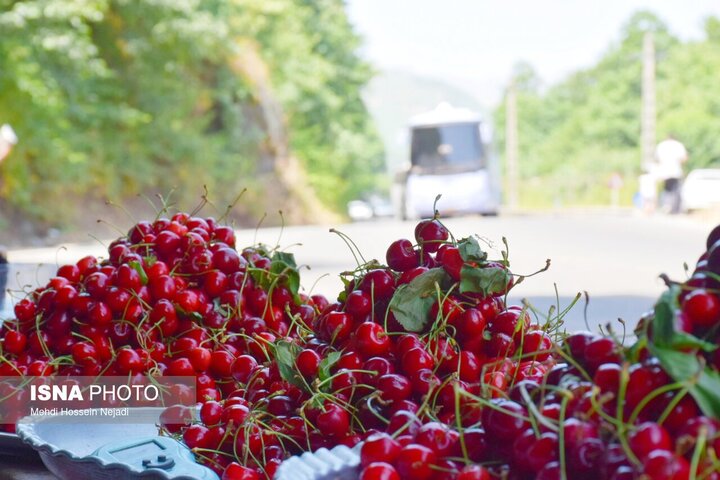 رونق گردنه حیران با فروش بلال، آلوچه و تمشک وحشی/ کام شیرین مسافران با میوه‌های جنگلی