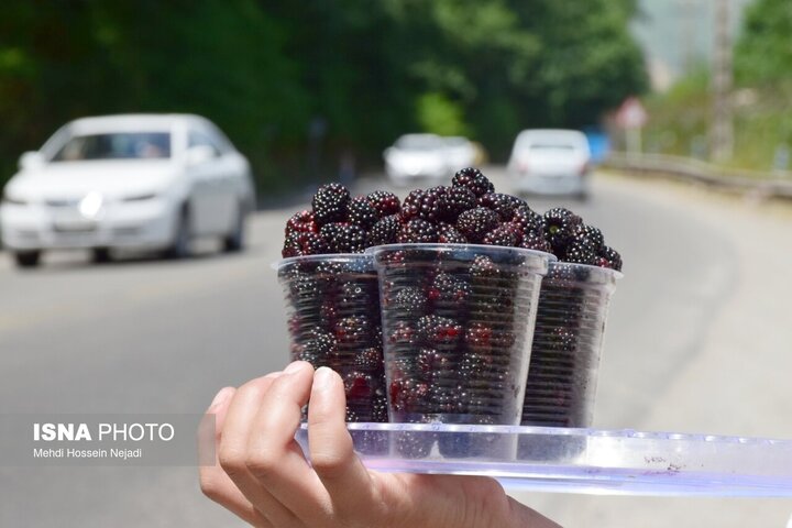 رونق گردنه حیران با فروش بلال، آلوچه و تمشک وحشی/ کام شیرین مسافران با میوه‌های جنگلی