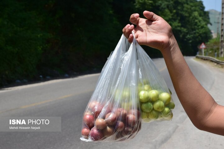 رونق گردنه حیران با فروش بلال، آلوچه و تمشک وحشی/ کام شیرین مسافران با میوه‌های جنگلی