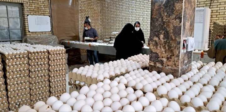توسعه واحدهای تولید تخم‌مرغ در مرکز سیستان و بلوچستان