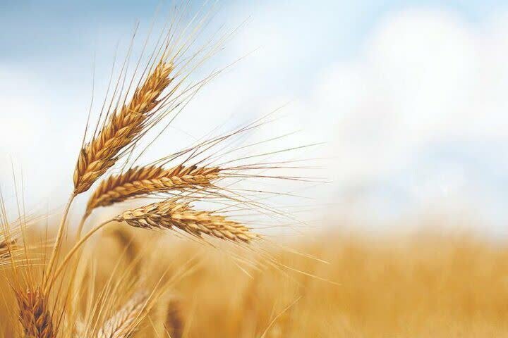 پیش‌بینی خرید تضمینی  ۲۱ هزار تُن گندم از کشاورزان تویسرکانی