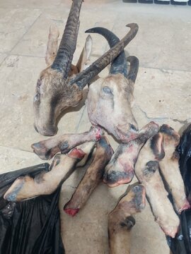 دستگیری شکارچیان متخلف و کشف لاشه کل و بز در شهرستان دنا