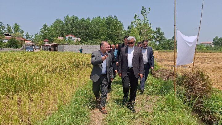 فرماندار رشت: شالیزارها نباید پس از برداشت تا سال زراعی آینده بلااستفاده بمانند