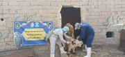 واکسیناسیون بیش از یک میلیون رأس دام علیه بیماری طاعون نشخوارکنندگان در سیستان و بلوچستان