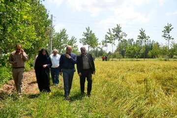 فرماندار لاهیجان: توسعه مکانیزاسیون از مهم‌ترین عوامل افزایش بهره‌وری بخش کشاورزی است
