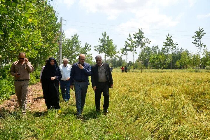 فرماندار لاهیجان: توسعه مکانیزاسیون از مهم‌ترین عوامل افزایش بهره‌وری بخش کشاورزی است
