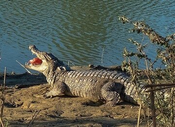 حمله تمساح به یک کودک در رودخانه سرباز تکذیب شد