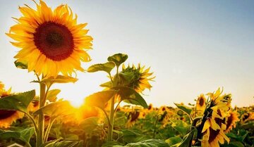 روند کاهش ۲ تا سه درجه‌ای دمای هوای همدان تا اواخر هفته جاری