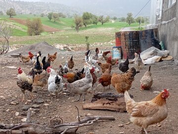 آغاز طرح «زنان نوآور - روستای بهره‌ور» در دره‌شهر