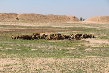 شبیخون به «دارابگرد»! + عکس