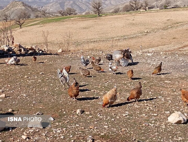 آغاز فصل جدید همکاری «جهاد کشاورزی» و «بنیادهای حمایتی» برای ایجاد زنجیره ارزش مرغ بومی