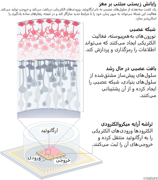 خطر اخلاقی استفاده از مغز انسان در رایانه‌ها