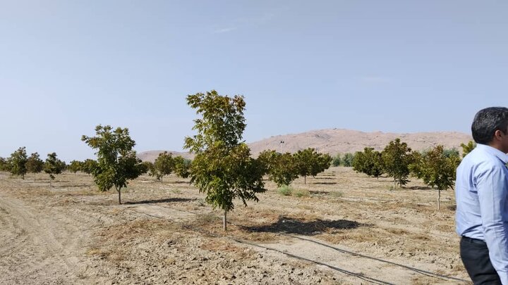 بایدها و نبایدهای مطرح شده در سفر استاندار به جنوب کرمان/ هشدار نسبت به نابودی باغات