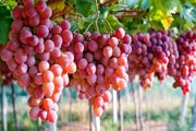 پیش‌بینی برداشت ۱۵ هزار تن انگور از تاکستان‌های خراسان جنوبی