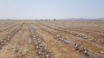 آغاز کشت ۱۲۰ هکتار گوجه‌فرنگی در بخش کورین زاهدان/پیش‌بینی برداشت ۱۲ هزار تن محصول