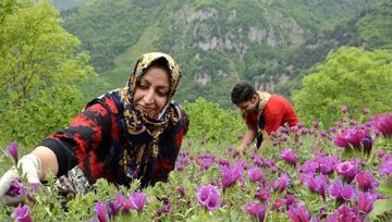 توسعه کشت گیاهان دارویی در ۱۱ هزار و ۵۰۰ هکتار از اراضی همدان