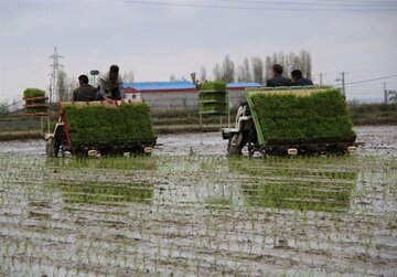 اجرای کشت مکانیزه نشای برنج برای نخستین‌بار در جنوب کشور در قیروکارزین
