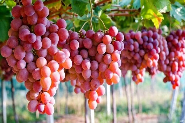 پیش‌بینی برداشت ۱۵ هزار تن انگور از تاکستان‌های خراسان جنوبی