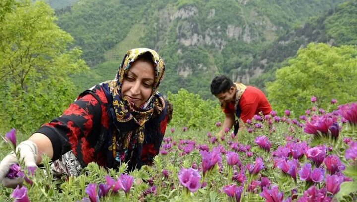 توسعه کشت گیاهان دارویی در ۱۱ هزار و ۵۰۰ هکتار از اراضی همدان