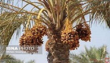 سیستان و بلوچستان با ۷۵ هزار هکتار نخلستان، مرکز مهم تولید خرمای کشور