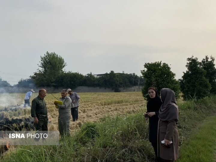 اعلام جرم و جریمه نقدی برای آتش زدن کاه و کلش برنج در مازندران