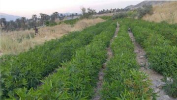 توسعه ۱۲ هکتاری کشت چای ترش در دهلران