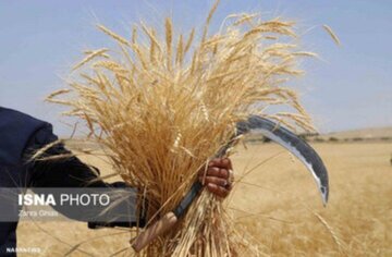 ۸.۶ همت محصول گندم توسط تعاون روستایی همدان خریداری شد
