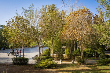 خزان در تابستان!
