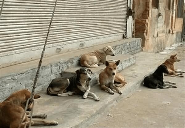 چرا بحران سگ های ولگرد در سنندج مهار نمی شود؟/ روایت کارشناسان از یک بحران