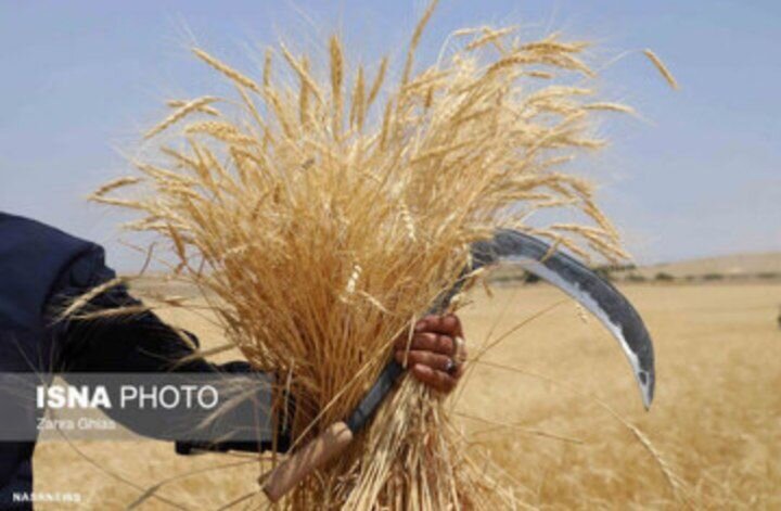 ۸۷ همت محصول گندم توسط تعاون روستایی همدان خریداری شد