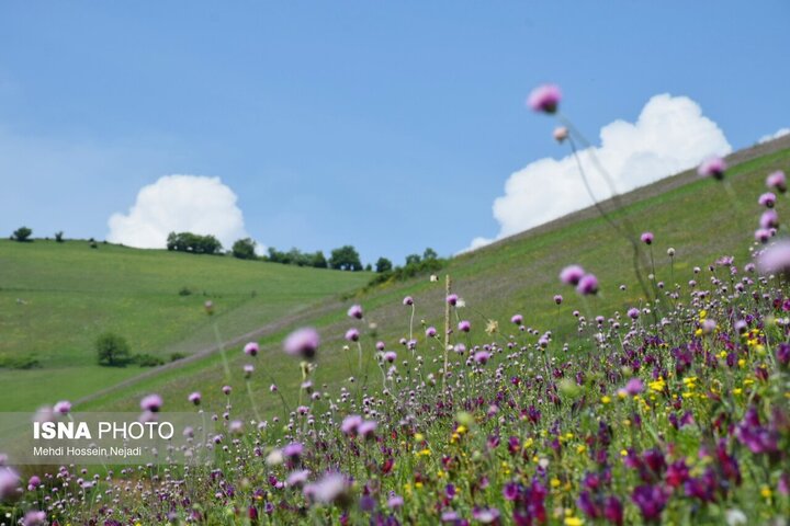 حکایت شیرین زنبورداران در بلندای ابرهای گردنه حیران