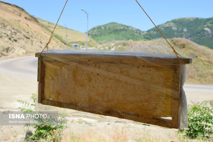 حکایت شیرین زنبورداران در بلندای ابرهای گردنه حیران
