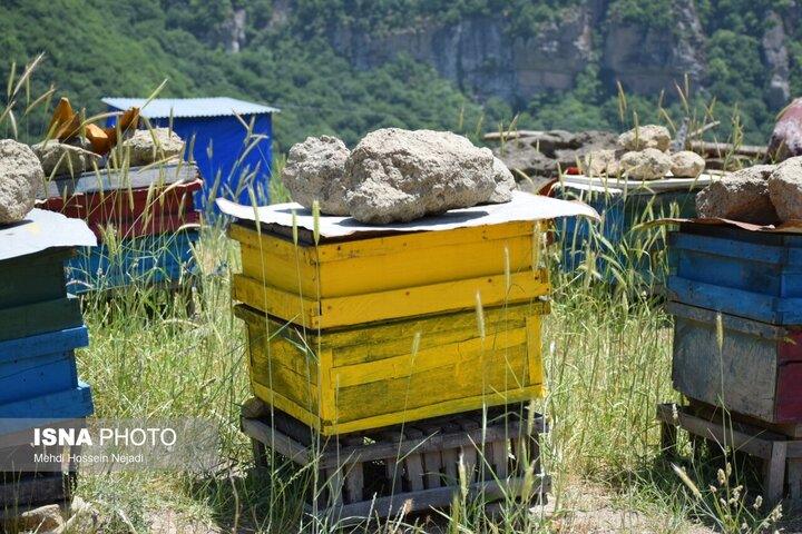 حکایت شیرین زنبورداران در بلندای ابرهای گردنه حیران