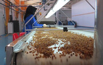 تاکید عضو هیات نمایندگان اتاق بازرگانی همدان بر ضرورت تأمین آب واحدهای کشمش‌پاک‌کنی ملایر