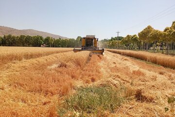 خرید بیش از ۲۱ هزار تن گندم از کشاورزان پاسارگاد