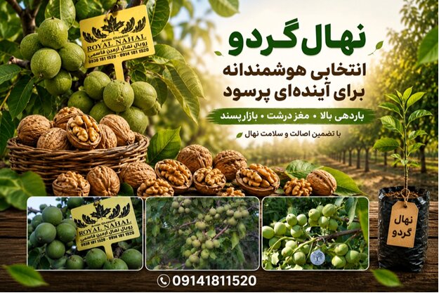 ‌نهال‌های میوه پربازده و اقتصادی در ایران؛ راهنمای انتخاب برای سرمایه‌گذاری باغی