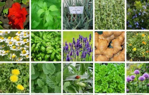 دورخیز همدان در تدوین برنامه‌ای مشترک برای‌ توسعه زنجیره ارزش افزوده گیاهان دارویی
